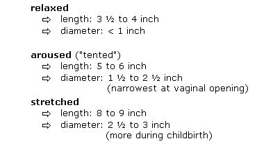 Human vaginal size